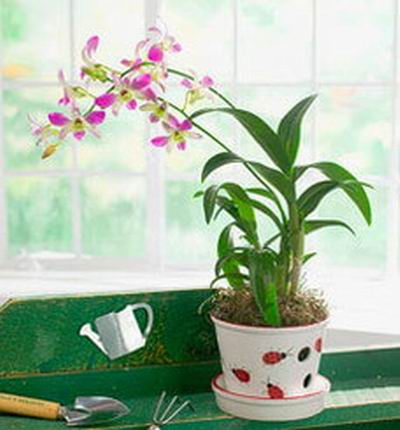 Thailand Orchids in pot (If plant is unavailable, orchids  will be substituted)