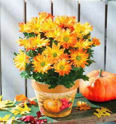 Snack Chrysanthemum in pot (If plant is unavailable, cut flowers  will be substituted)