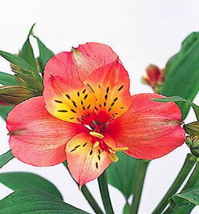 Alstroemeria