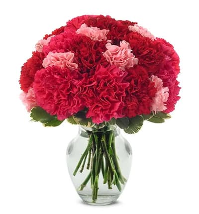 * Hot Pink Carnations
* Red Carnations
* Light Pink Carnations