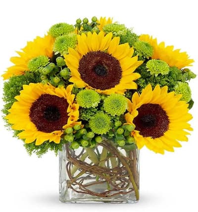 * Sunflowers
* Green Hypericum
* Clear Cube Vase