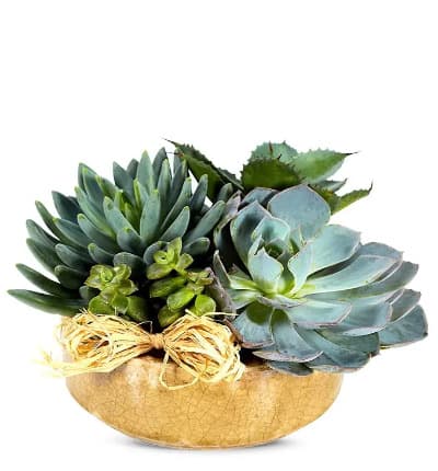 * Succulent Plant Variety
* Decorative Dish Garden Container