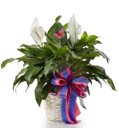 This lush peace lily is the perfect plant to send to celebrate today's special occasion. A favorite among From You Flowers' customers because of its easy care requirements and deep green foliage. Available for delivery to an office or a home. Hand arranged in a bamboo planter this is the perfect gift to celebbrate any occasion. 

Includes:
* Spathiphyllum Floor Plant
* Bamboo Planter
* Decorative Ribbon