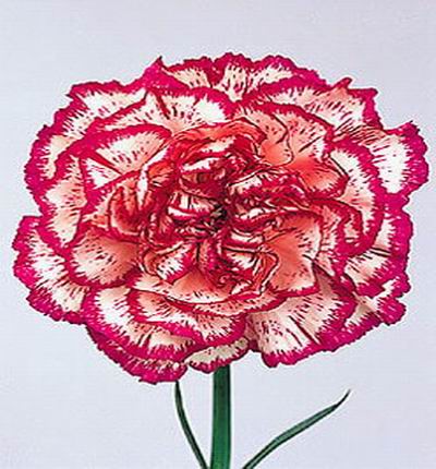 Carnation