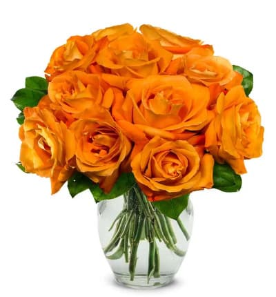 12 Orange roses