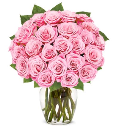 24 Pink roses
