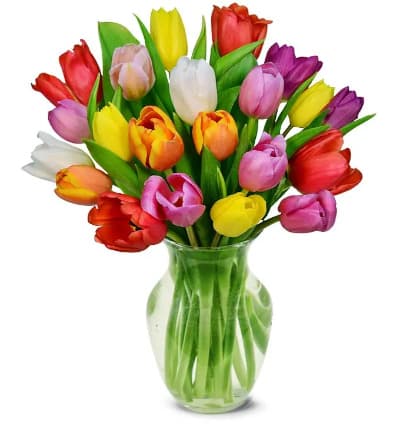 20 multi color tulips