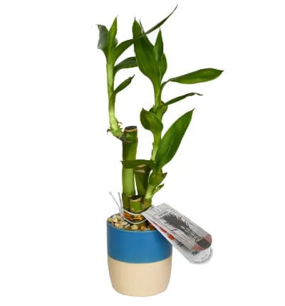This resilient bamboo plant in its adorable planter is the perfect breath of fresh air for your desk, windowsill, mantle, or any spot in your life that needs a beautiful symbol of prosperity and strength! This stunning plant makes the perfect hardy gift for a loved one's birthday, retirement, house-warming, or any occasion! Let them know you care with the Faithful Bamboo Plant.

Includes:
* Bamboo Plant
* 2