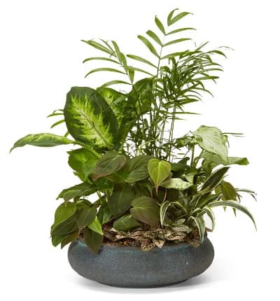 * Green House Plants