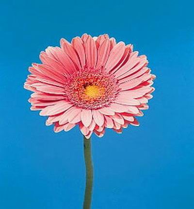 Gerbera