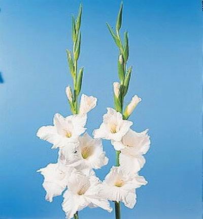 Gladiolus