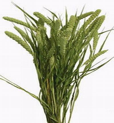 Green Millet (Green)