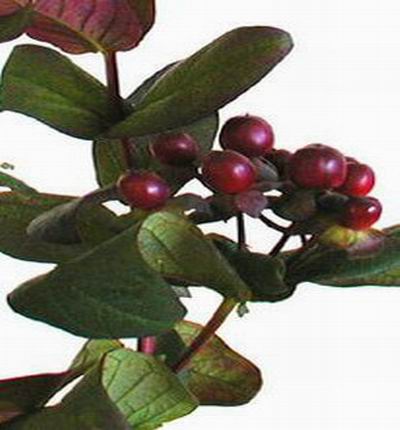 Hypericum Berries