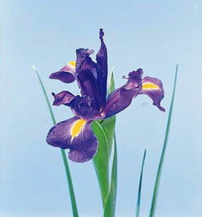 Iris