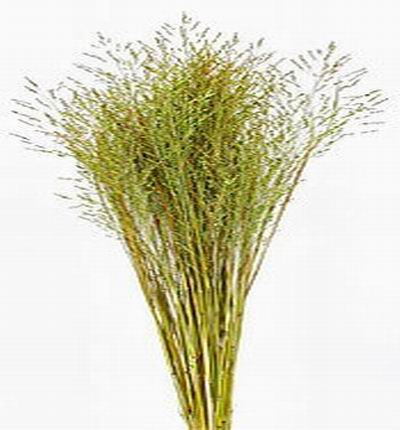 Lace Grass (Preserved) (Basil)