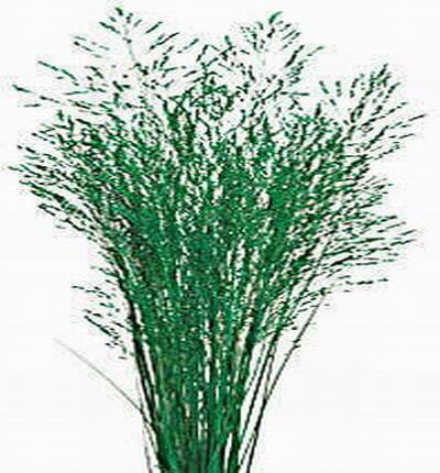 Lace Grass (Preserved) (Green)