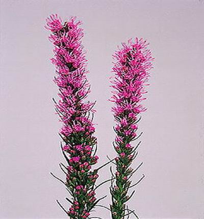 Liatris