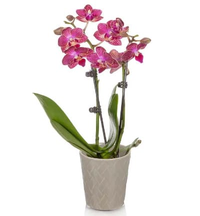 * Magenta Orchids
* 2.5 Inch Diameter Gray Pot
* Stands about 6-10 Inches Tall