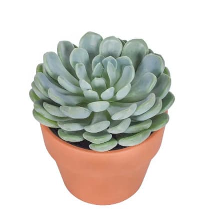 Available for same day delivery, the Classic Succulent Plant is a wonderful and adaptable addition to any home or office. Proudly delivered and displayed in a terra cotta pot, this succulent plant is incredibly self-sufficient. Simply water once every 3 weeks and it will flourish. Height varies based on plant. This plant is commonly known as an Echeveria Succulent. Pot measures 5 inches in diameter. Pot + plant measures ~6.5