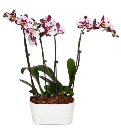 This gift is a real gem! These orchids are sure to add a bit of sparkle to any room! Care of this delicate plant is easy! Just place in a bright room out of direct sunlight and away from drafts. Temperatures should remain above 65 degrees Fahrenheit. To water, simply place three ice cubes per orchid in the pot once a week!

Includes:
* 16-30 Inch Orchid Plant
* 10 Inch Diameter Pot