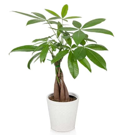 Money Tree