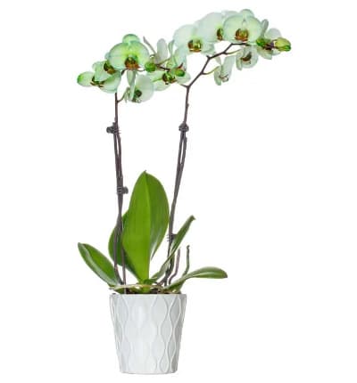 Prepare to be dazzled by this unique and vibrant dyed green orchid plant! It makes a beautiful gift for a graduation, housewarming, get well, or birthday. Show that friend, family member, or special someone how sweet you think they are with this radiant Sweet Pea Green Orchid!

Includes:
* Premium Dyed Green Orchid
* 5