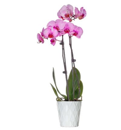 This celebratory Pink Vibrance Orchid will look amazing in any room of your home. It also makes for an exceptional gift no matter the occasion! Caring for your new orchid plant couldn't be simpler. Just add three ice cubes to the top of the soil once a week, and watch your beauty bloom!

Includes:
* Premium Dyed Pink Orchid
* 5
