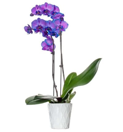 Feast your eyes upon the exquisite beauty of this Purple Mystique Orchid. Brilliant hues of blue, purple and magenta shine through the delicate petals creating a stunningly bright explosion of color. It is also splendidly easy to care for. Just add three ice cubes on top of the soil, once a week, and watch it bloom!

Includes:
* Premium Dyed Purple Orchid
* 5