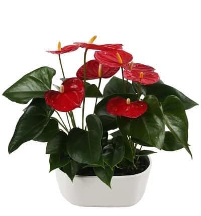 Two vibrant anthurium plants will bring light and beauty to any room of your home. This stunning tropical plant signifies long-lasting love and friendships. It is known to bring luck to relationships, making this an extraordinary house warming or anniversary gift!

Includes:
* Two 14-18 Inch Anthurium Plants
* 10 Inch White Ceramic Planter