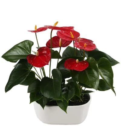 Double Anthurium