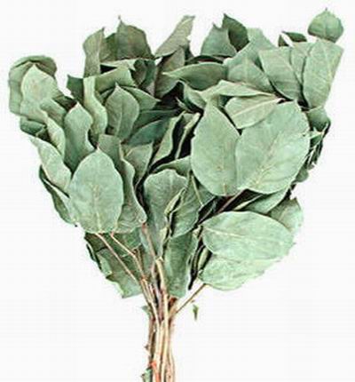 Salal - Natural Dry (Green)