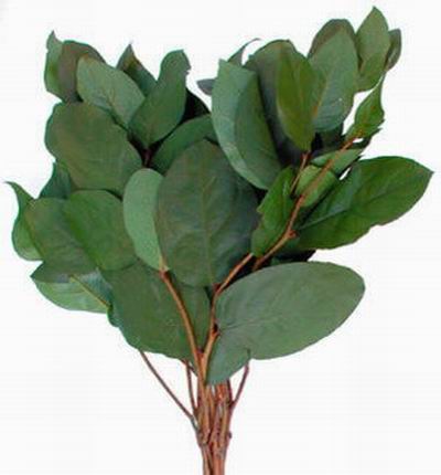 Salal Leaf Preserved (Olive)