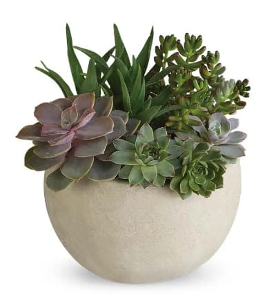 Succulents are super trendy right now, so why not send your most fashion forward friend this ultra modern succulent garden? These hearty, easy to take care of plants make a perfect addition to a desk or as a statement piece in any room!

Includes:
* Assortment Of Succulents
* Keepsake Container
* River Rocks