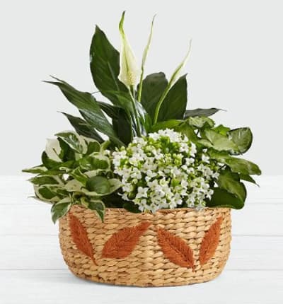 This peaceful garden will express your deep sympathies and condolences to your loved ones in an incredibly meaningful and lasting way. The keepsake container is planted to the brim with kalanchoe and foliage plants, as well as with a 10-15