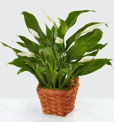 A graceful peace plant arrives in a classic woven basket. The peace plant, or Spathiphyllum, has showy white fan-like blooms above the dark green foliage. These hardy plants are perfect indoor plants and will be a lasting reminder of your thoughtfulness. Approximate height is 12