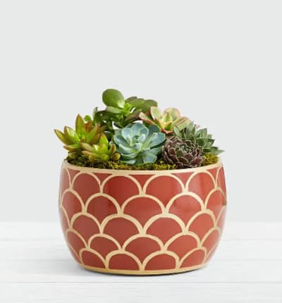 This unique assortment of multicolored succulents is sure to brighten any surrounding area! The eye-catching container is sure to draw attention to your new low maintenance plant companions.

Includes:
* Assorted Succulent Varieties
* Gift stands Approximately 7