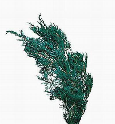 Juniper (Green)