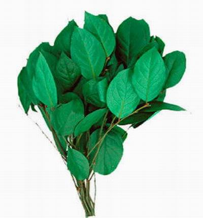 Salal Preserved (Dark Green)